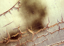 Old%20is%20pretty%2011 (thumbnail)