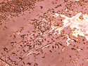 Old%20is%20pretty%2015 (thumbnail)