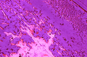 Old%20is%20pretty%2019 (thumbnail)