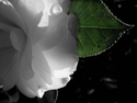 Morning%20mist%20%283%29 (thumbnail)