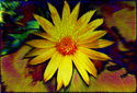 yellow%20flower%20trip (thumbnail)
