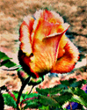 Broken%20rose (thumbnail)