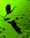 Taking%20off%20%28green%29 (thumbnail)