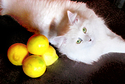 Cat%20and%20lemons (thumbnail)