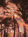 Sun%20is%20shining%20through (thumbnail)