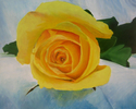 Yellow%20Rose (thumbnail)
