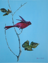 Red%20Bird (thumbnail)