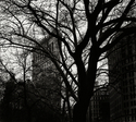 The Flat Iron The%20Flat%20Iron (thumbnail)