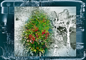 Berries on Plumas Berries%20on%20Plumas (thumbnail)
