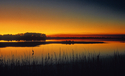 Heron at Daybreak