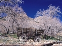 Nevada Wagon