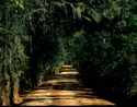 old road,canopy road,dirt road,tree-covered road,old road photograph,canopy road photograph,dirt road photograph,tree-covered road photograph,Larry Fuchs,Tallahassee,Florida,Old Magnolia Road - Landscape Photography