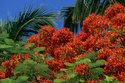 Royal Poinciana & Palm