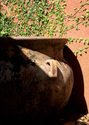 Patio Pot