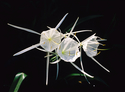 Spider Lily