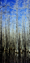 Winter Cypress