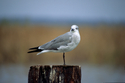 Pegleg