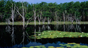 Seminole Wetlands
