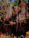 Blackwater Pond
