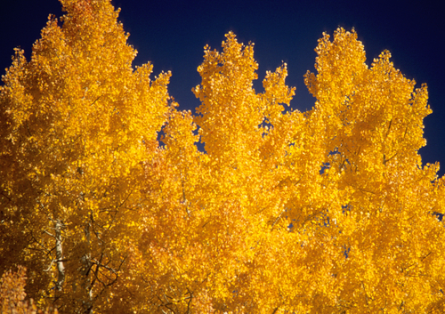 Aspen Glory