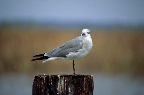 Pegleg
