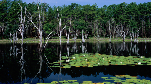 Seminole Wetlands