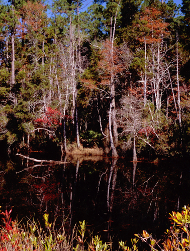 Blackwater Pond
