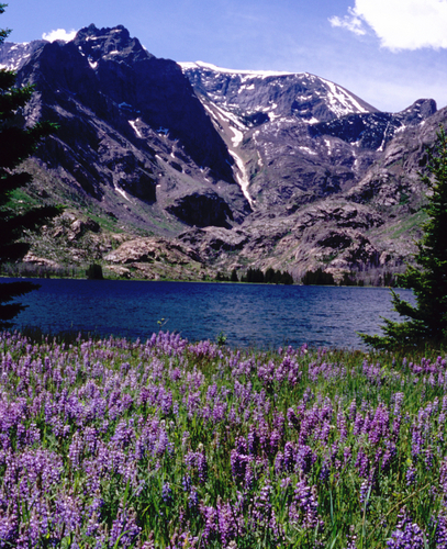 Mountain Lupine