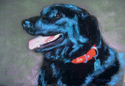 Red%20Collar (thumbnail)