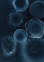 Noctilura scintillans