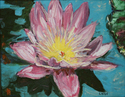 Water Lily