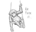 Fuck It Chimp