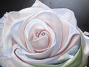 WHITE ROSE