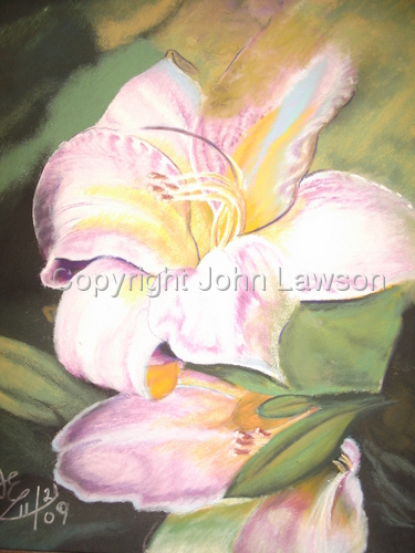 WHITE LILLY