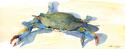 Blue Crab
