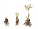 Roots Roots (thumbnail)