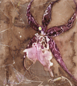 Spiderwoman (thumbnail)