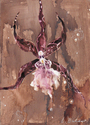 Stella (thumbnail)