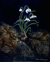 Emerging III Emerging%20III (thumbnail)