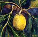 Breadfruit Breadfruit (thumbnail)