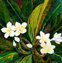 White Plumeria White%20Plumeria (thumbnail)