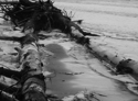 Beached%20Tree%208 (thumbnail)