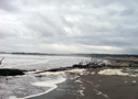 Beached%20Tree%209 (thumbnail)