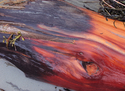 Red%20Wood (thumbnail)