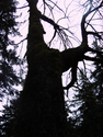 Silhouette%202 (thumbnail)
