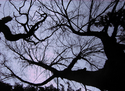 Silhouette%201 (thumbnail)