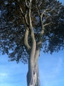 Tree%201 (thumbnail)