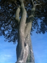 Tree%203 (thumbnail)
