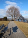 Path%20Trees%201 (thumbnail)