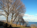 Trees%202 (thumbnail)
